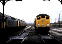 Class 24 and Class 25 diesels at the depot.