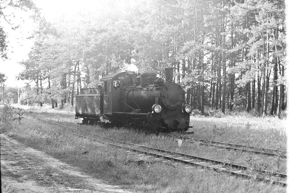 Px29 in the forest at Piaski Kolewskie